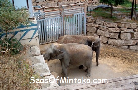Baby Elephants