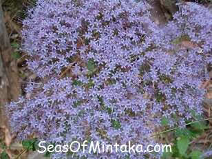 Purple Spiritual Flowers