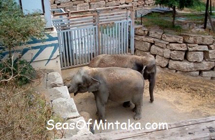 Baby Elephants