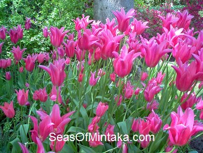 Pink Flowers For Loved Ones