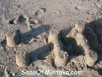 Sand Castles